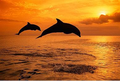 任天堂社长：将对任何侵权的人采取适当行动